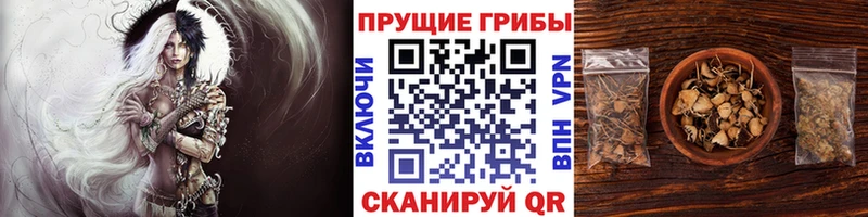 Купить закладки  Красный Кут  Галлюциногенные грибы GOLDEN TEACHER 